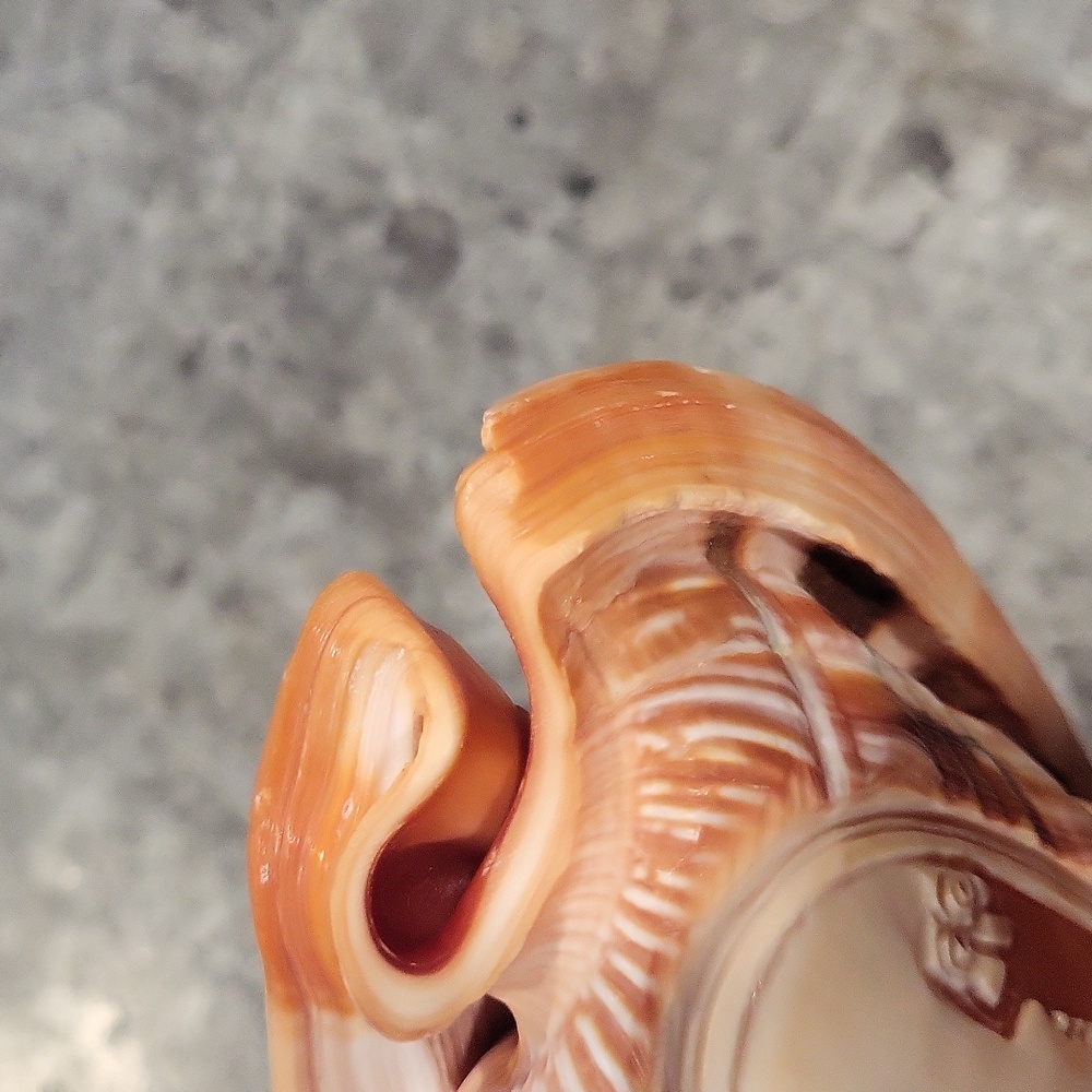 Shell with carved cameo - Picture 4 of 5